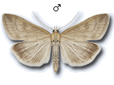 Udea nebulalis