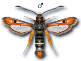 Pyropteron (Pyropteron) chrysidiformis