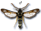 Paranthrene insolitus
