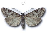 Eudonia alpina