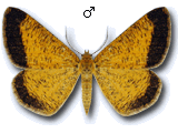 Isturgia limbaria