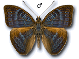MU
