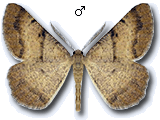 Selidosema plumaria