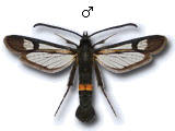 Synanthedon soffneri