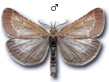 Synaphe antennalis