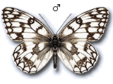 Melanargia (Melanargia) russiae