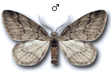 Tephronia lepraria