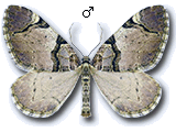 Larentiinae