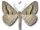 Digrammia rippertaria