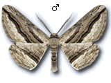 Menophra harterti