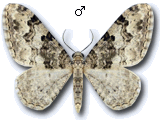 Catarhoe putridaria