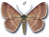Scopula (Scopula) rubiginata