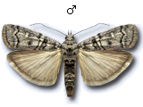 Dioryctria mendacella