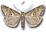Euchromius superbellus