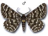 Macaria carbonaria
