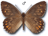 Hipparchia (Parahipparchia) senthes