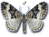 Xanthorhoe biriviata