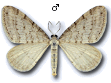 Mesotype verberata