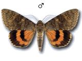 Catocala elocata