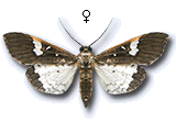 Maruca vitrata