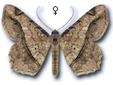 Chiasmia aestimaria