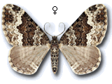 Xanthorhoe oxybiata