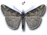 Hypena (Hypena) obesalis