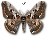 MU