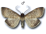 Anania fuscalis