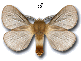 Megalophanes viciella