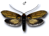 Roeslerstammia erxlebella