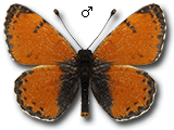 MU