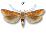 MU