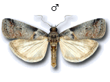 Acrobasis glaucella