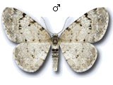 Aethalura punctulata