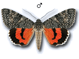 MU