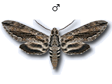 MU