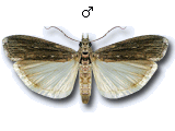 Epischnia illotella