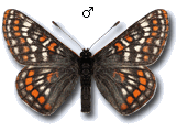 Euphydryas (Hypodryas) iduna