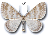Perizoma albulata