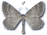 Philereme vetulata
