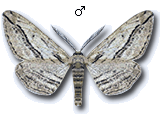Ecleora solieraria