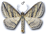 Orthonama vittata