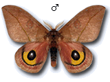 MU