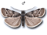 Asarta aethiopella