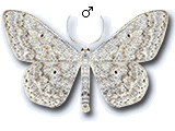 Scopula (Ustocidalia) incanata