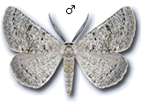 Dyscia (Dyscia) crassipunctaria