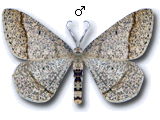 Isturgia sparsaria