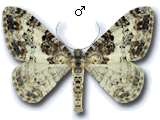 Catarhoe permixtaria