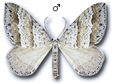 Mesotype parallelolineata